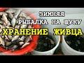 Хранение живца. Зимняя Рыбалка на Щуку в Беларуси