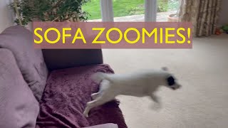 Sofa Zoomies  Life with a Parson Russell Terrier