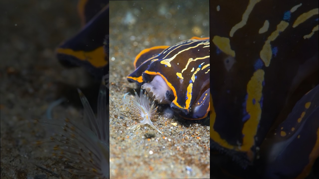 Navanax eating Opalescent nudibranch✨