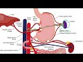USMLE Step 1 Gastrointestinal Arteries