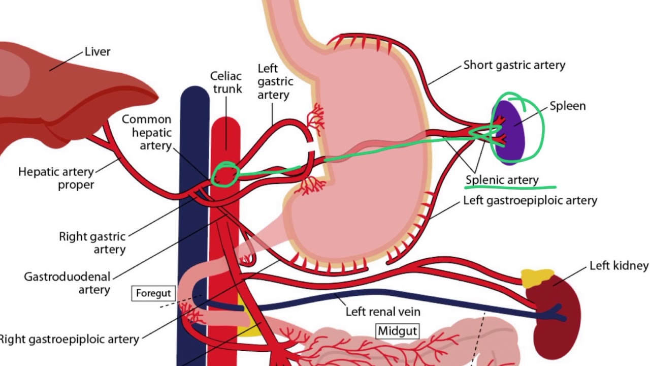 Gi Vascular Anatomy Diagram