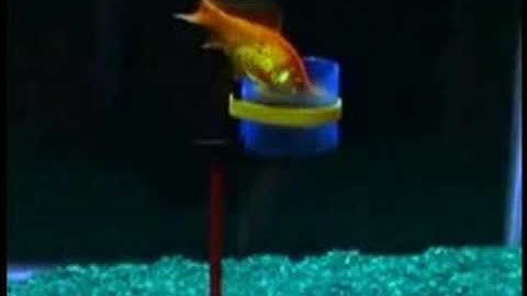 Goldfish Training Kit from ThinkGeek