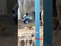 14.April.2026 15:00 餌やり Feeding Punch PART4 #がんばれパンチ #monkey #punchbabymonkey