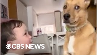 Toddler shares sweet moment with dog