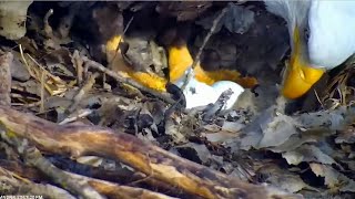 Minnesota DNR Eagles ~ Mom Lays Egg #2! Goes Into Labor w\/ Beau On Nest! Misses The Delivery 2.18.23