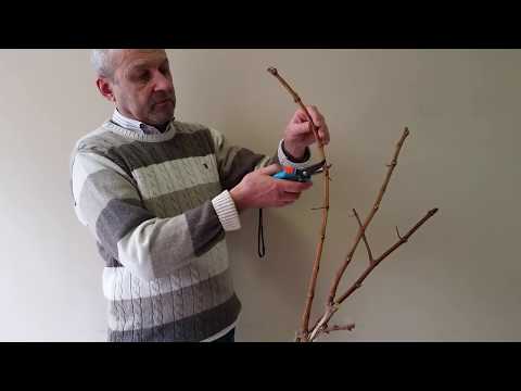 Видео: Подрязване на мускадиново грозде: Научете се да подрязвате мускадинова лоза
