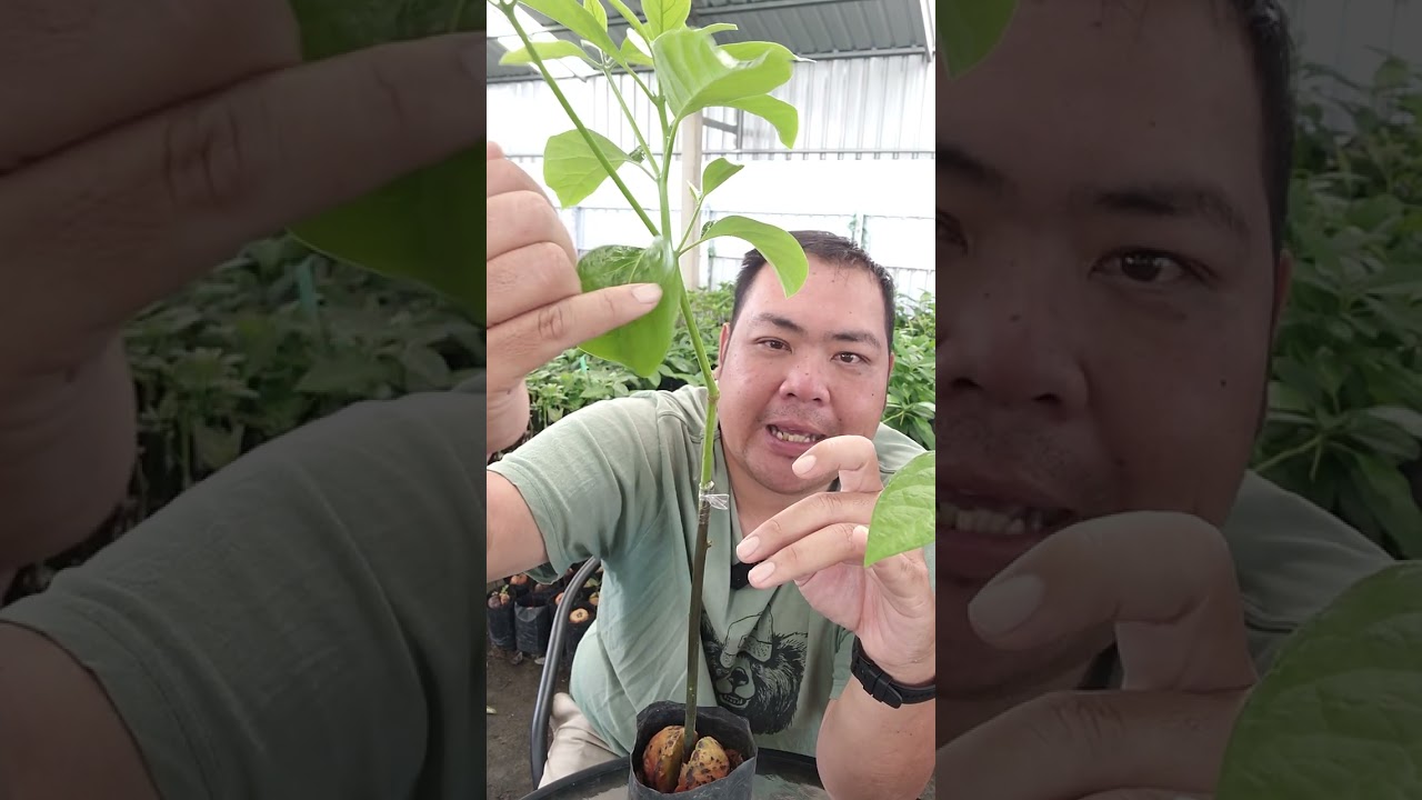 ปลูกอะโวคาโด้แล้วต้นไม่ยอมโต ทำยังไงมาดูกันครับ
