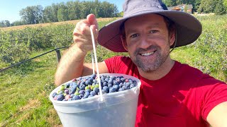 I went to a Blueberry Farm in BC Canada