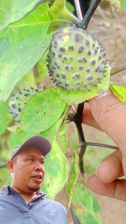 ketemu terong berduri #hiburansegar #trending #hiburanrakya #funny