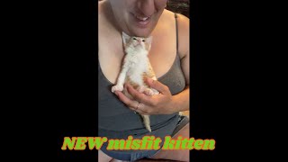 New Misfit kitten came to the zoo today!