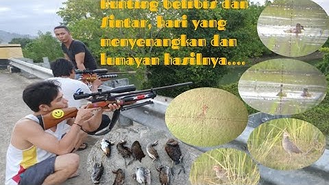 Hunting belibis merah, Sintar dan ruak ruak, point