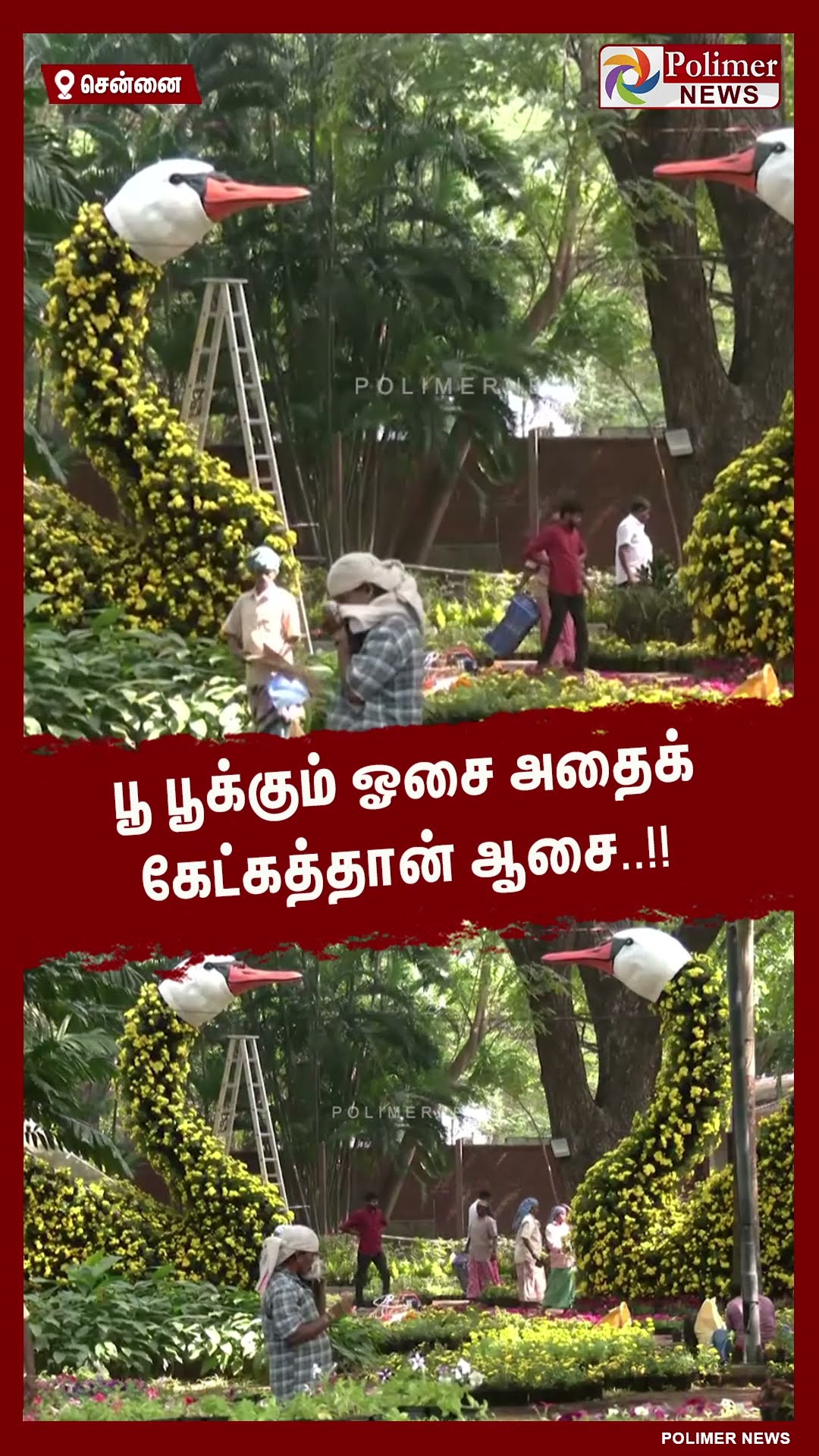 செம்மொழிப் பூங்காவில் மலர்க்கண்காட்சி.. #shorts | #chennai