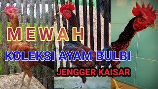 PESONA AYAM BULBI (BULU BIANG) JENGGER WILAH/KAISAR SUPER MEWAH - KOLEKSI ANAK INDONESIA