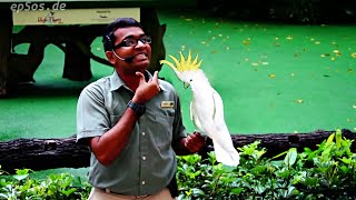 Funny Bird Show with Parrots in Singapore Bird Park. screenshot 3
