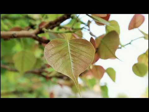 Hô Thiền canh 5 - YouTube