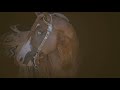 You bring out the worst || equestrian music video