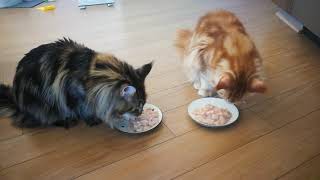 【缅因猫】大猫吃饭记   吃垮主人不是事儿 Maine Coon