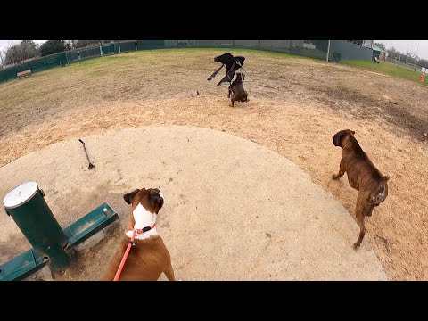 Video: The Fight for Off-Leash Dog Parks