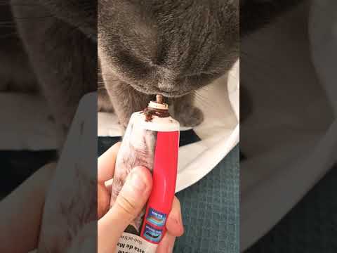 Beaphar Malt paste testing on subject 7