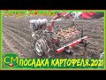 ➤Посадка картофеля 2021. Медведка.