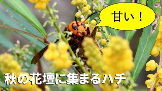 【助けて】お隣の庭木にオオスズメバチが集まっているんだが……　Japanese Giant Hornet