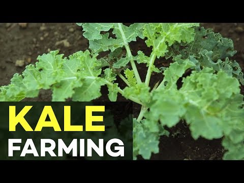 Video: Hot Weather Kale Varieties - Paano Palaguin ang Kale Sa Zone 9 Gardens