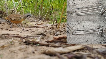 Cách Làm Bẫy Chim Cút Truyền Thống|1993 ĐVN