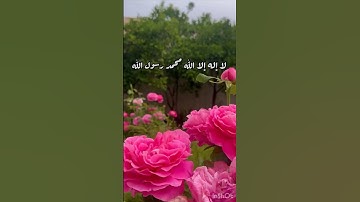 تلاوة خاشعة جميلة تشرح الصدر وتجلي الهم للقاري طارق محمد طبيعة جميلة وعصفور (لا إله إلا الله)