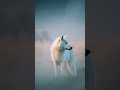 Wolf Is Enjoying in the fog