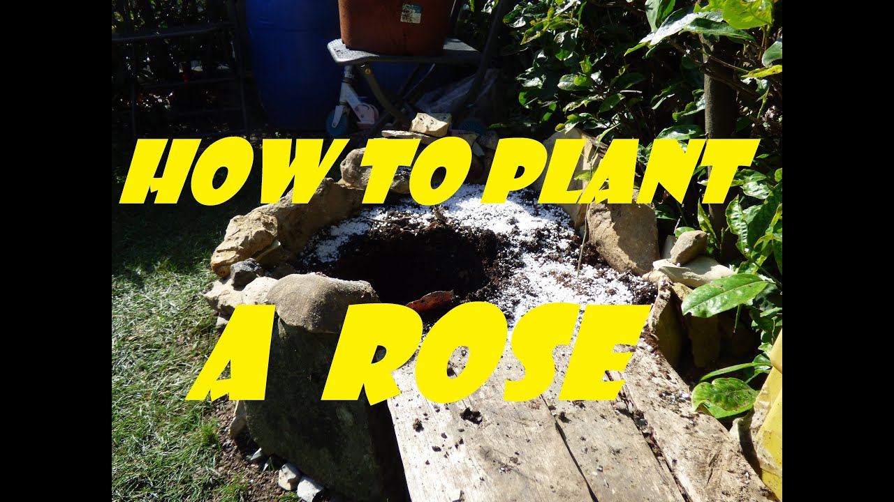 How to Grow Roses  BBC Gardeners World Magazine