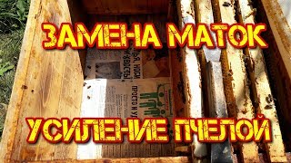 Видео Надёжная работа ! (автор: Пасека Пучковых)