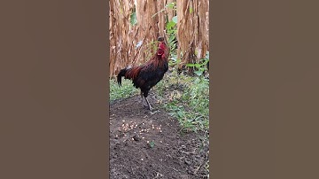 gà rừng gọi mái đi đỉnh cao.qaib qus cuab poj zoo tiag tiag