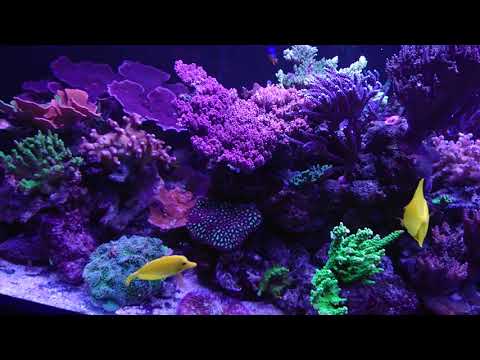 700L reef tank
