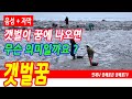 갯벌꿈, 갯벌에 빠지는꿈, 갯벌에서 조개 줍는꿈, 갯벌에서 낙지 잡는 꿈, 갯벌에서 발이 빠지는꿈, 갯벌이 말라 있는꿈, 갯벌에 물이 차오르는 꿈, 예언, 예지몽