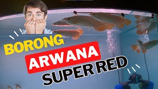 Download lagu BUY SUPER RED ARWANA AT REZERO #arwanahobby #superredarwana