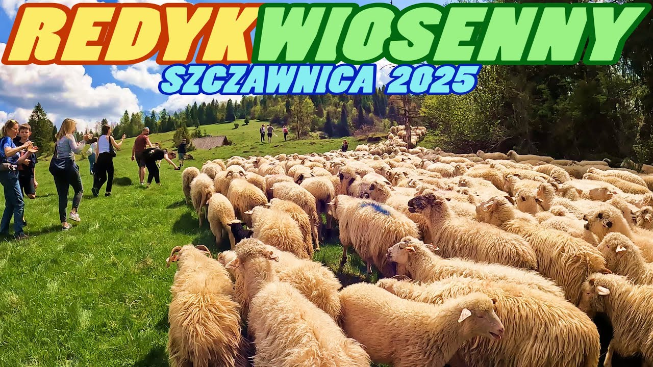 REDYK WIOSENNY Szczawnica - Jaworki 2025 - Poland [4k]