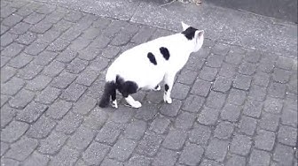猫虐待 Youtube 猫虐待 Youtube