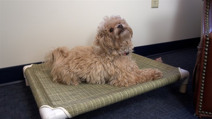 Making an Outdoor Dog Bed and Pup Up Tent (Video Tutorial!) – Just