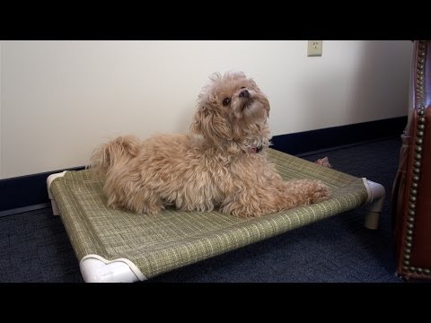 diy raised pvc dog bed