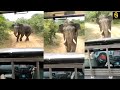 Wild angry elephent try to attack jeep and touristsnewsglobe tv