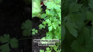 Picking Parsley and Listening to Birds