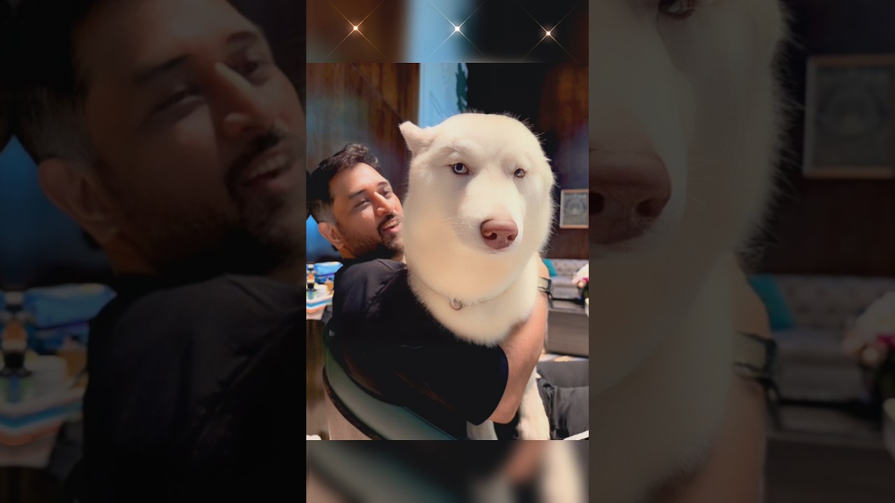 ❤️Dhoni Masti For Dog 🥰 