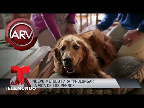 Video: 21 perros que deberían recibir una tarjeta roja por invadir el juego