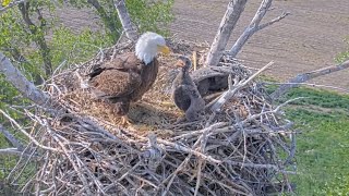 Kansas Eagles 4-22-24. Cheyenne Reads Mom the Riot Act 😉, + Adorable Moments. Footage from 4-19-24.