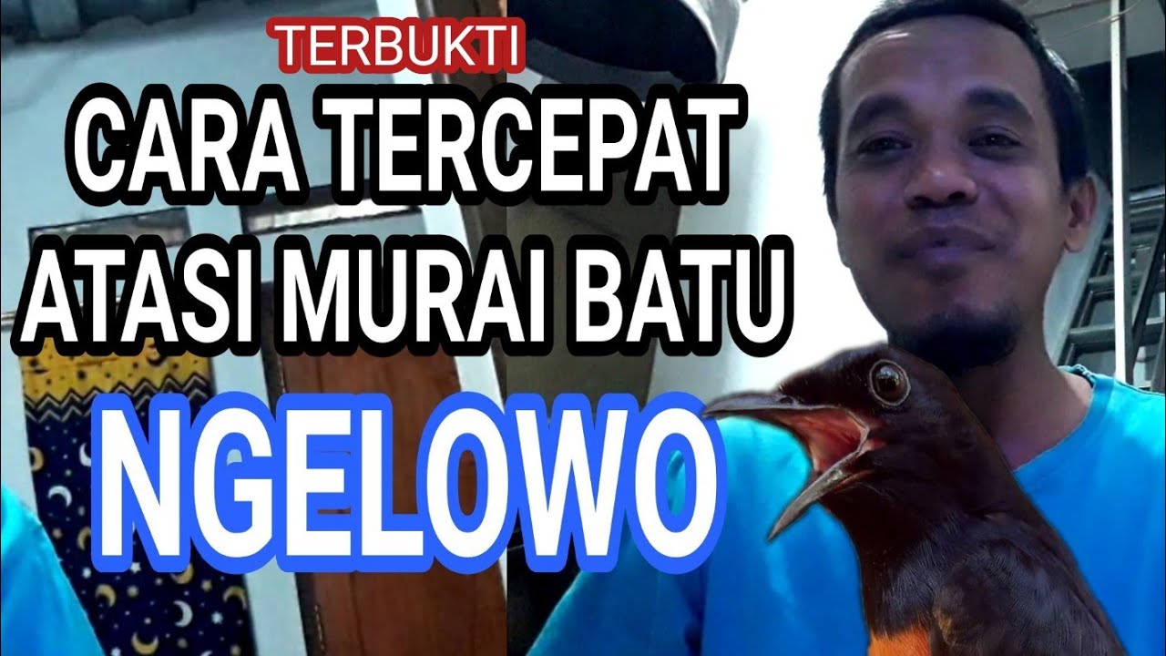 CARA TERCEPAT ATASI MURAI BATU NGELOWO @AMBRAN Murai