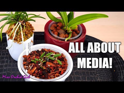 All about Orchid media - Bark, moss, LECA & more! | Simple guide for beginners
