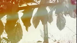 Slow Motion Butterfly