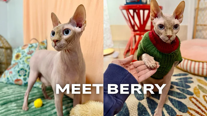 Video 7093051: sphynx cats family, sphynx love