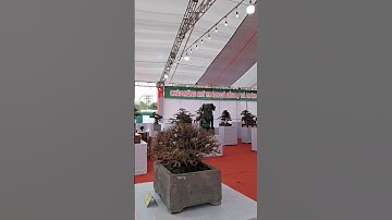toàn cảnh triển lãm cây cảnh bonsai Triệu Điền 2025