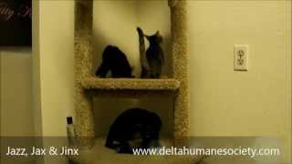 Jazz, Jax and Jinx the Kittens, Delta Humane Society